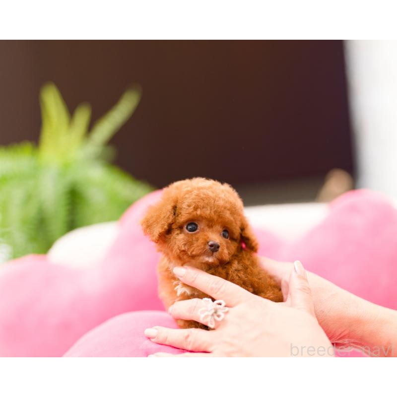 販売中の千葉県のティーカッププードル-423999の5枚目