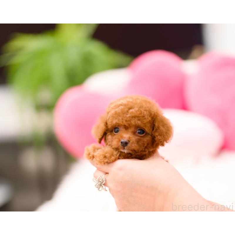 販売中の千葉県のティーカッププードル-423999の4枚目