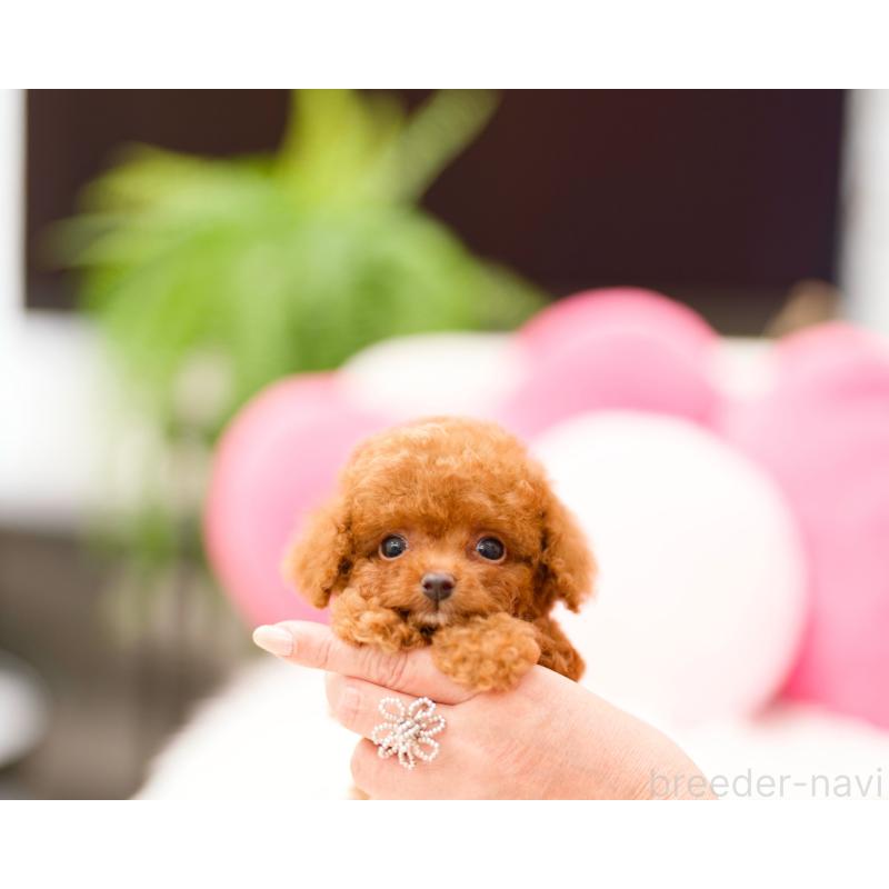販売中の千葉県のティーカッププードル-423999の3枚目
