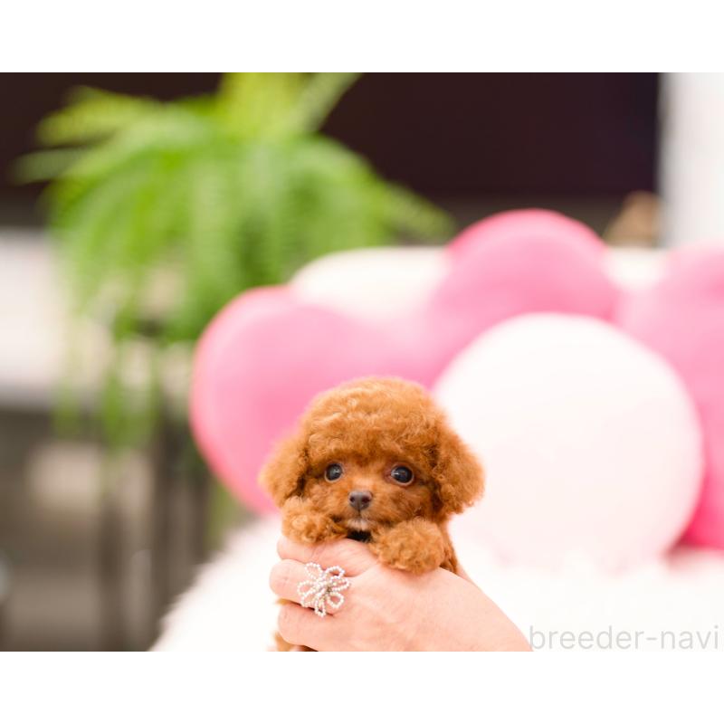 販売中の千葉県のティーカッププードル-423999の2枚目