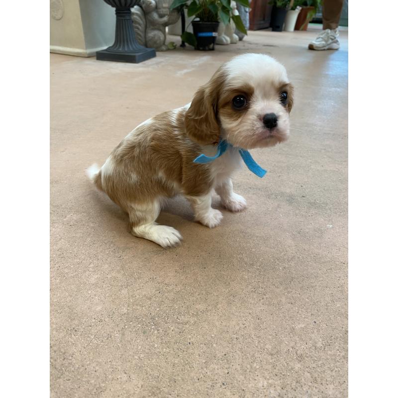 販売中の沖縄県のキャバリアキングチャールズスパニエル-424000の2枚目