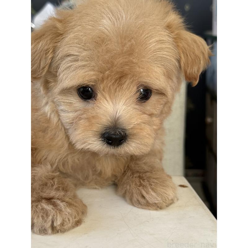 成約済の宮崎県のマルプー:マルチーズ×トイプードル-413021の6枚目