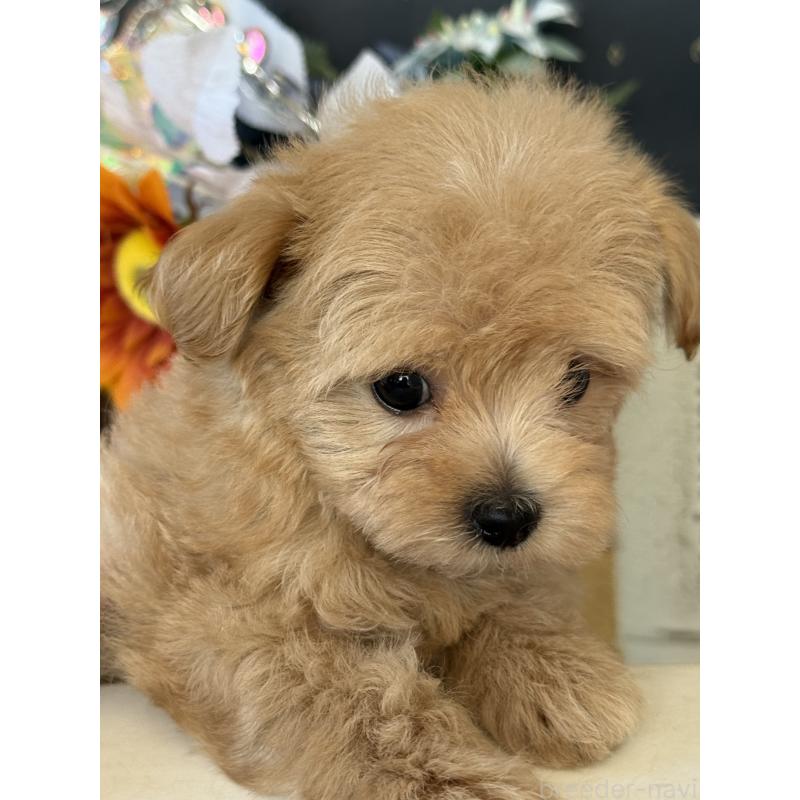 成約済の宮崎県のマルプー:マルチーズ×トイプードル-413021の5枚目