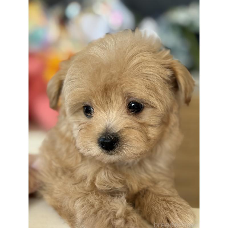 成約済の宮崎県のマルプー:マルチーズ×トイプードル-413021の4枚目