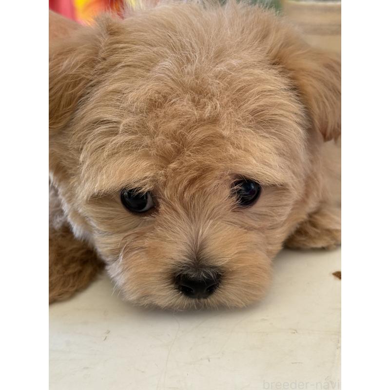 成約済の宮崎県のマルプー:マルチーズ×トイプードル-413021の3枚目