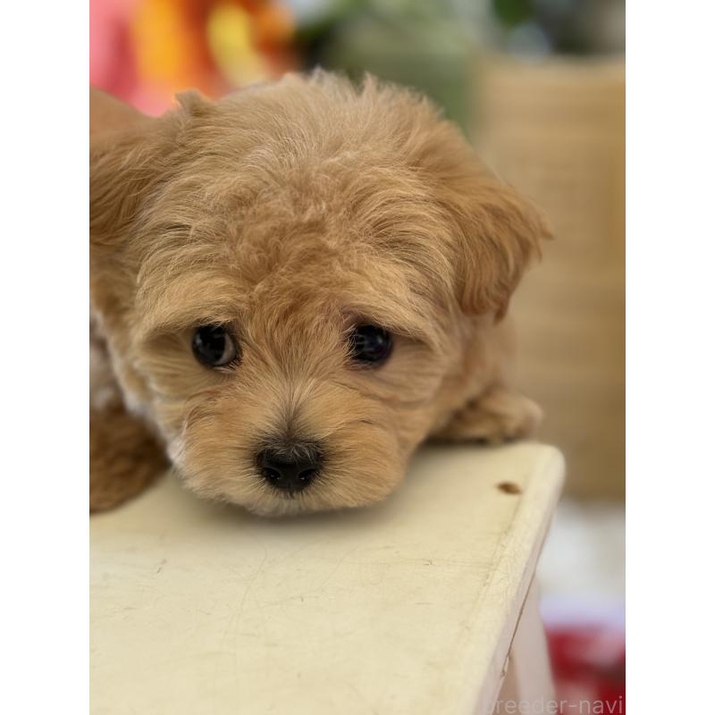 成約済の宮崎県のマルプー:マルチーズ×トイプードル-413021の2枚目