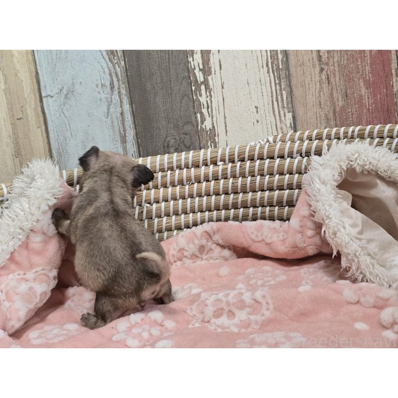 販売中の新潟県のパグ-424134の3枚目