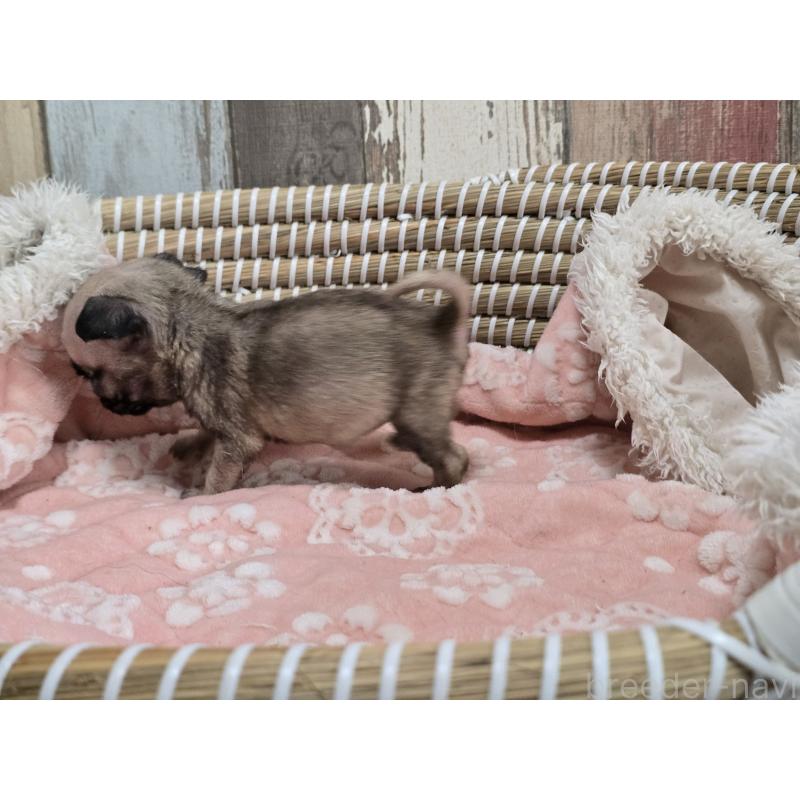 販売中の新潟県のパグ-424134の2枚目