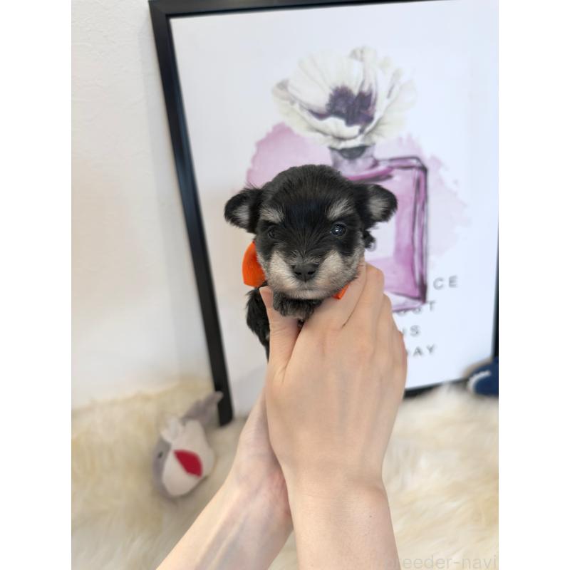 販売中の栃木県のミックス犬-424135の9枚目