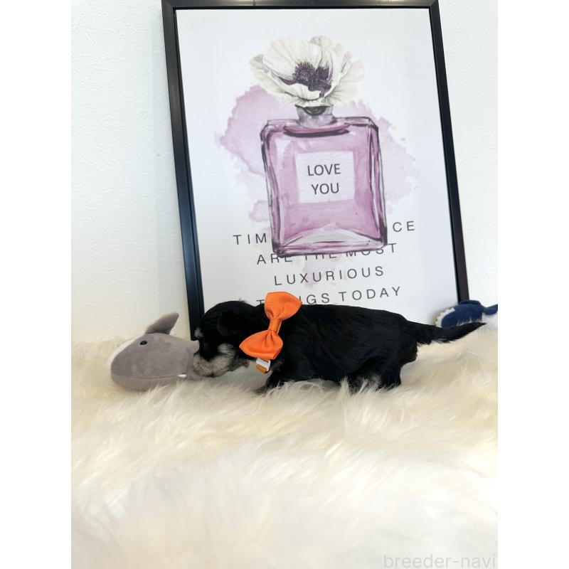 販売中の栃木県のミックス犬-424135の8枚目