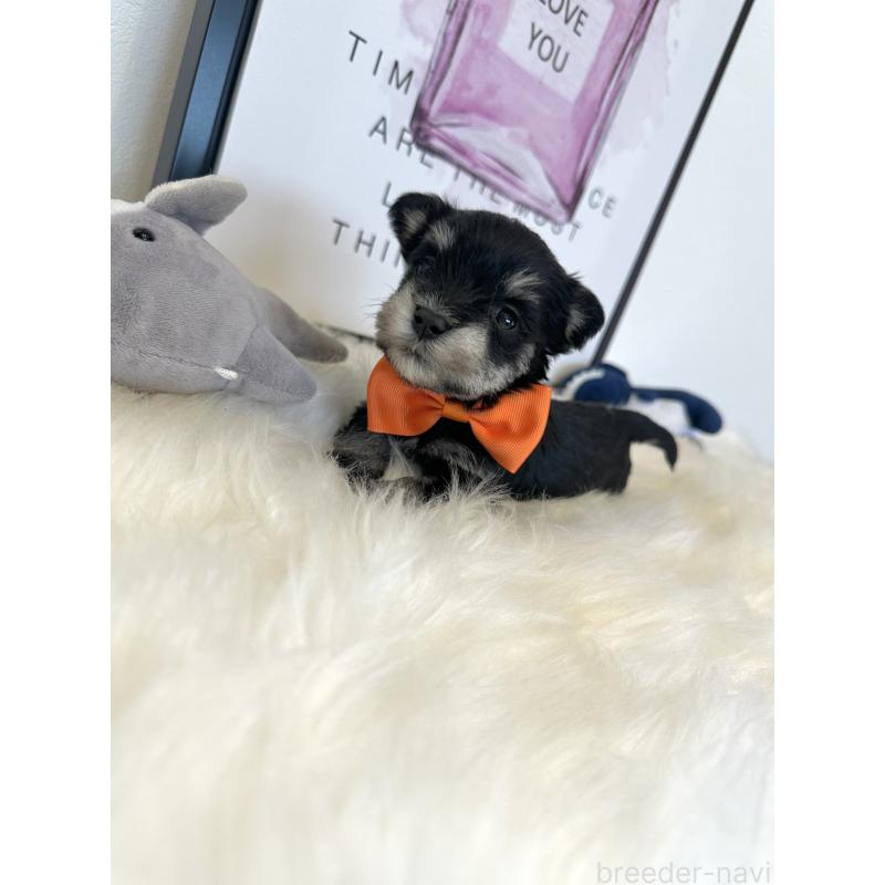 販売中の栃木県のミックス犬-424135の7枚目