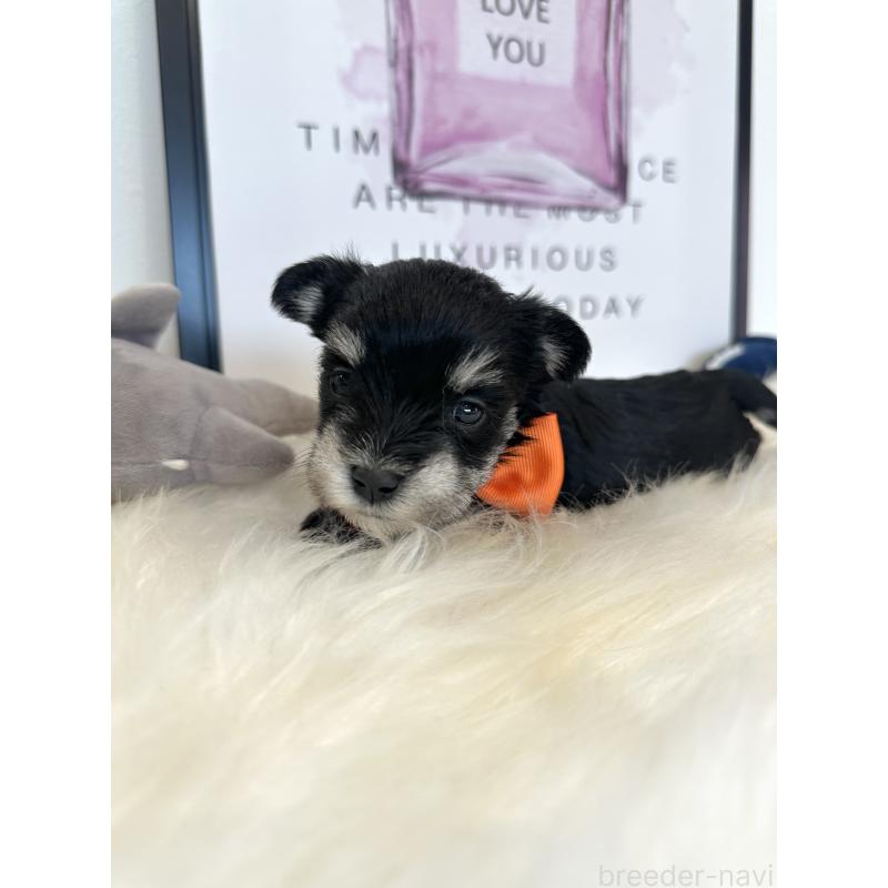 販売中の栃木県のミックス犬-424135の6枚目