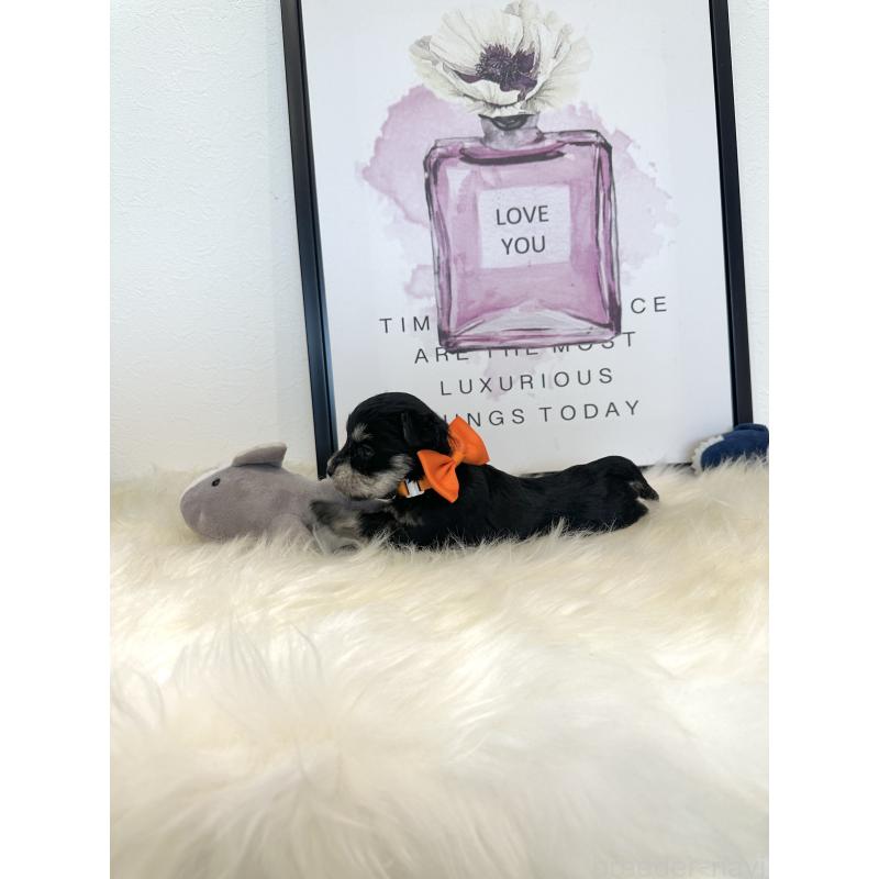 販売中の栃木県のミックス犬-424135の5枚目