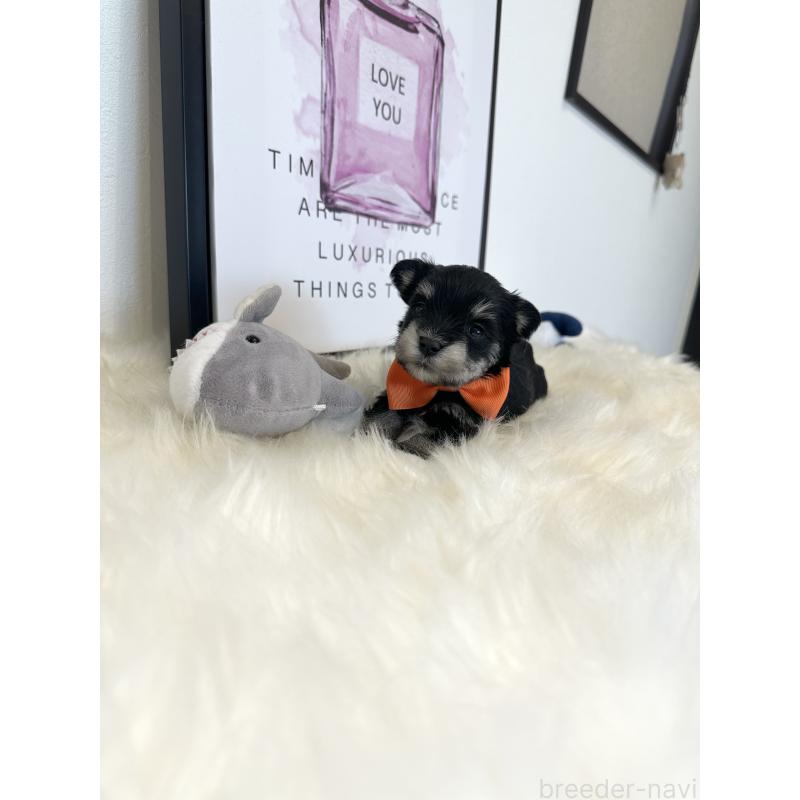 販売中の栃木県のミックス犬-424135の4枚目