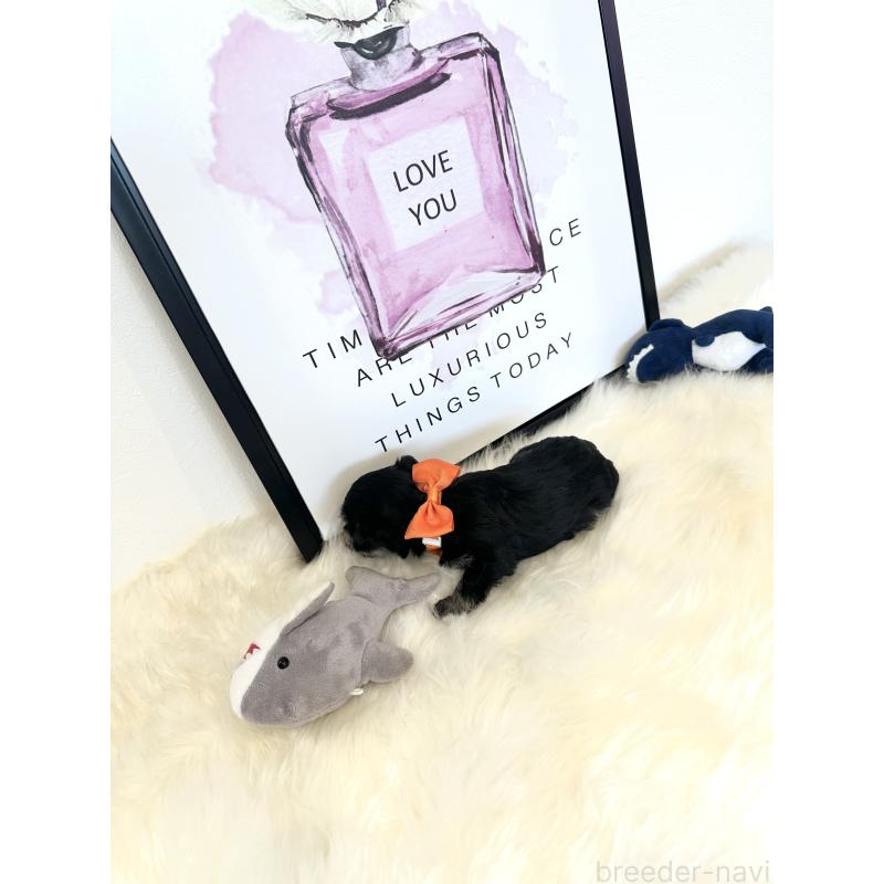 販売中の栃木県のミックス犬-424135の3枚目