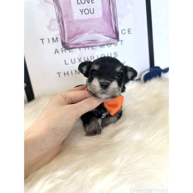 販売中の栃木県のミックス犬-424135の2枚目