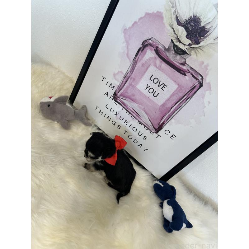 販売中の栃木県のミックス犬-424136の11枚目