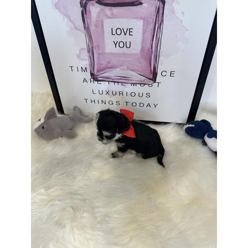 販売中の栃木県のミックス犬-424136の10枚目