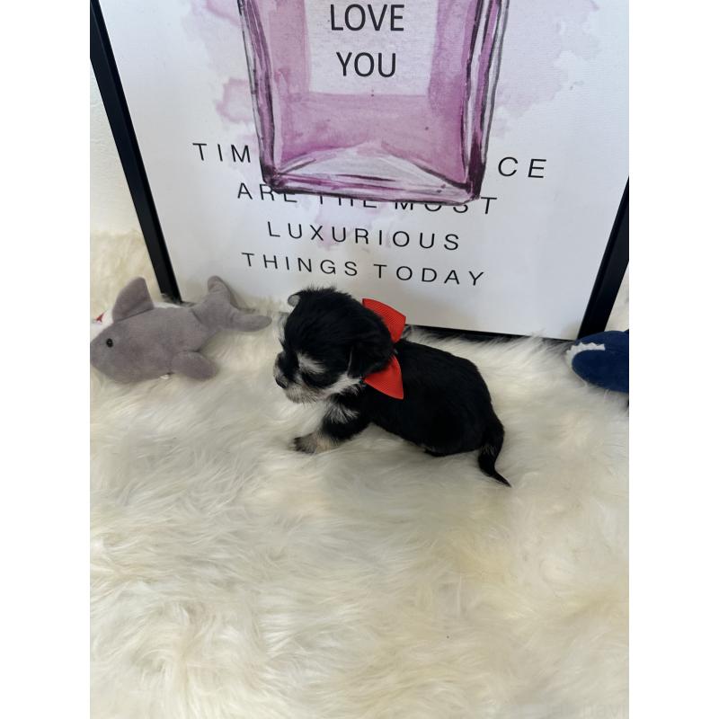 販売中の栃木県のミックス犬-424136の9枚目