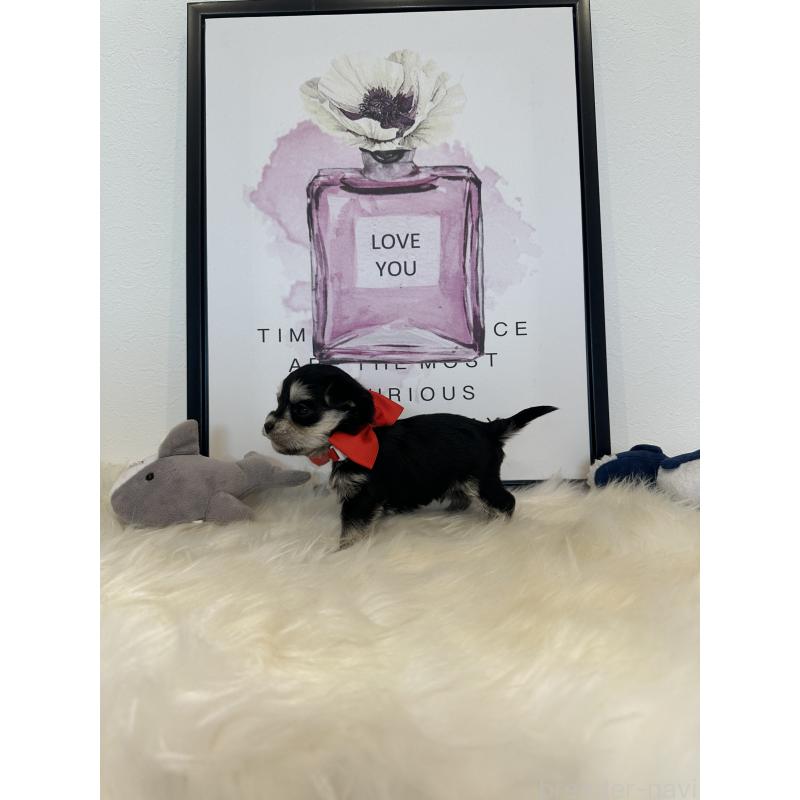 販売中の栃木県のミックス犬-424136の8枚目