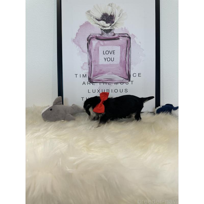 販売中の栃木県のミックス犬-424136の7枚目