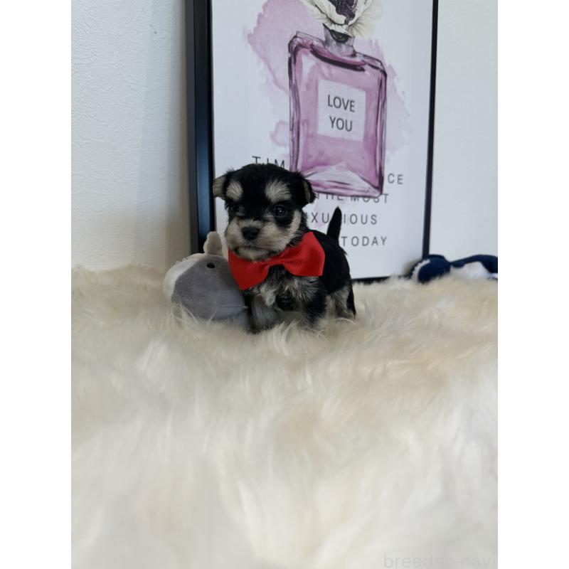 販売中の栃木県のミックス犬-424136の6枚目