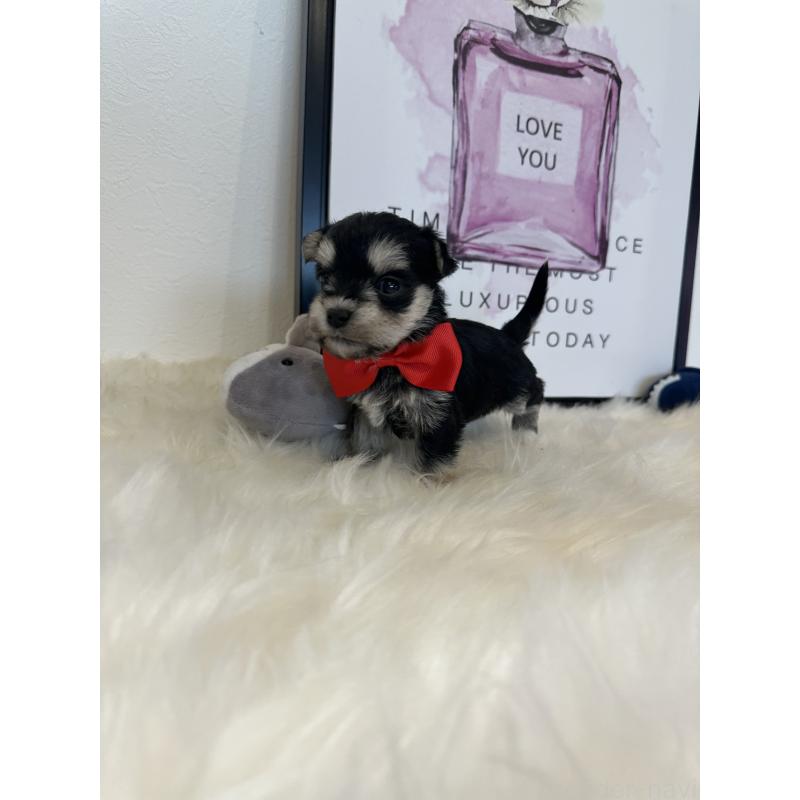 販売中の栃木県のミックス犬-424136の5枚目