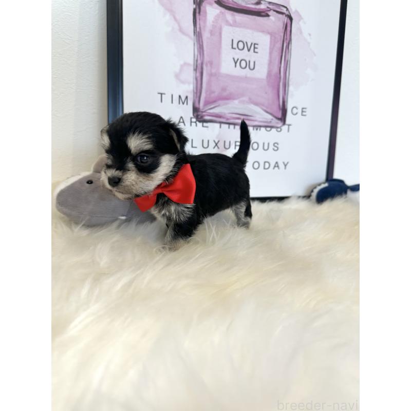 販売中の栃木県のミックス犬-424136の4枚目