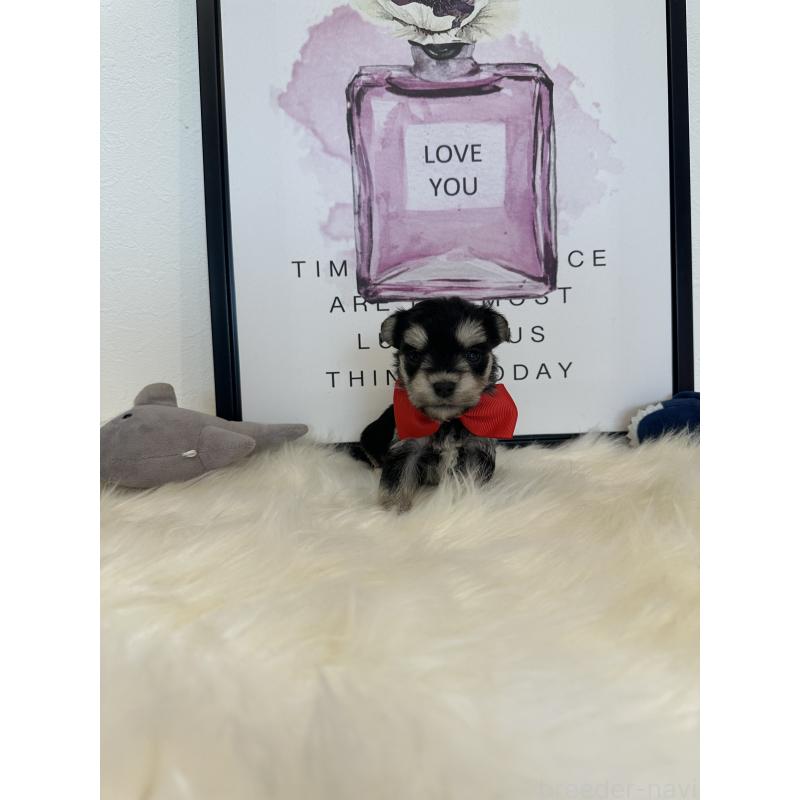 販売中の栃木県のミックス犬-424136の3枚目