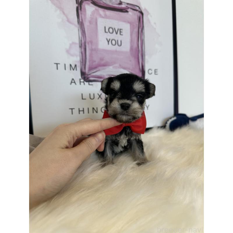 販売中の栃木県のミックス犬-424136の2枚目