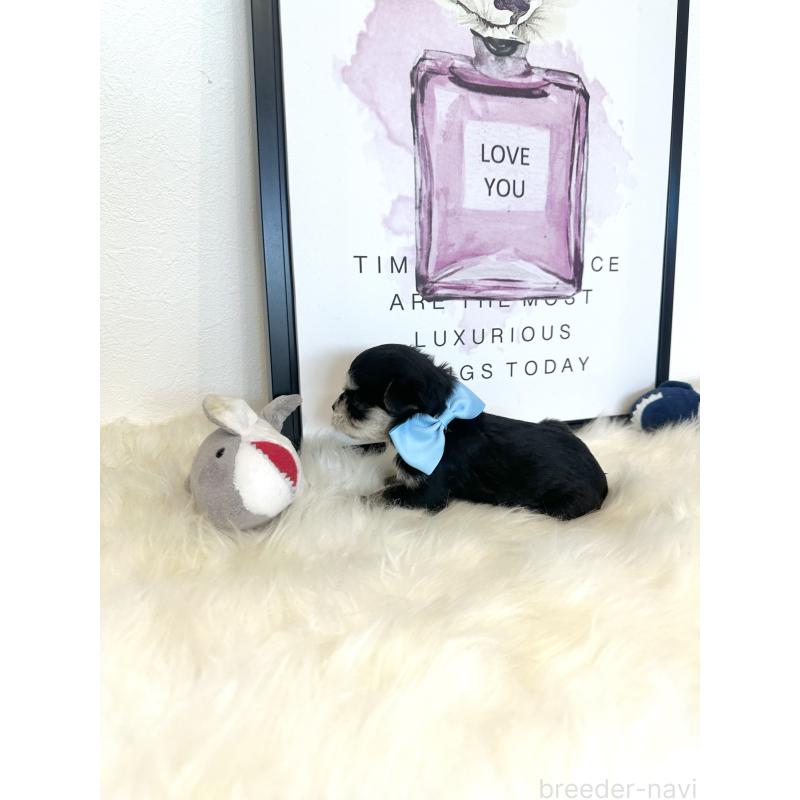 販売中の栃木県のミックス犬-424137の10枚目