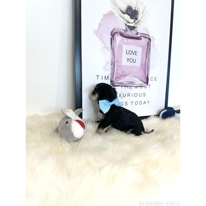 販売中の栃木県のミックス犬-424137の9枚目