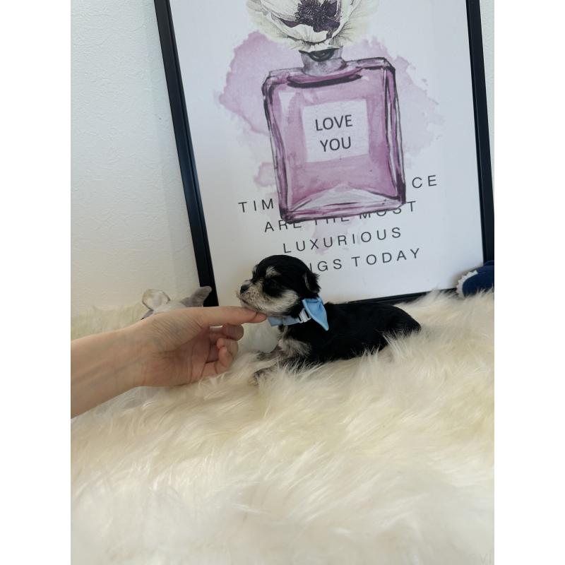 販売中の栃木県のミックス犬-424137の8枚目