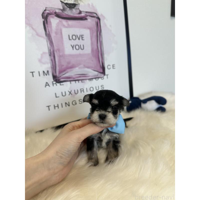 販売中の栃木県のミックス犬-424137の7枚目