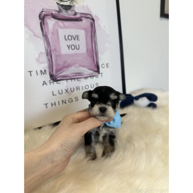 販売中の栃木県のミックス犬-424137の6枚目