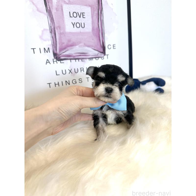 販売中の栃木県のミックス犬-424137の5枚目