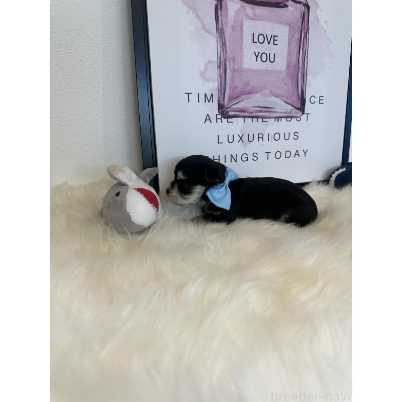 販売中の栃木県のミックス犬-424137の4枚目