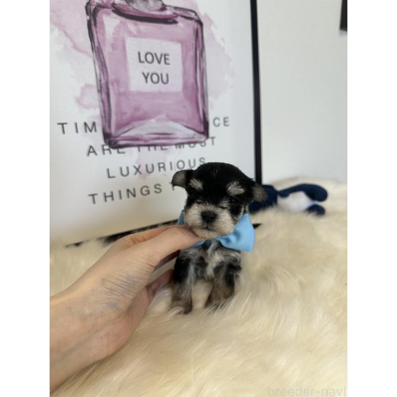 販売中の栃木県のミックス犬-424137の3枚目