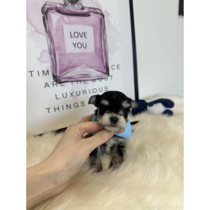 販売中の栃木県のミックス犬-424137の2枚目