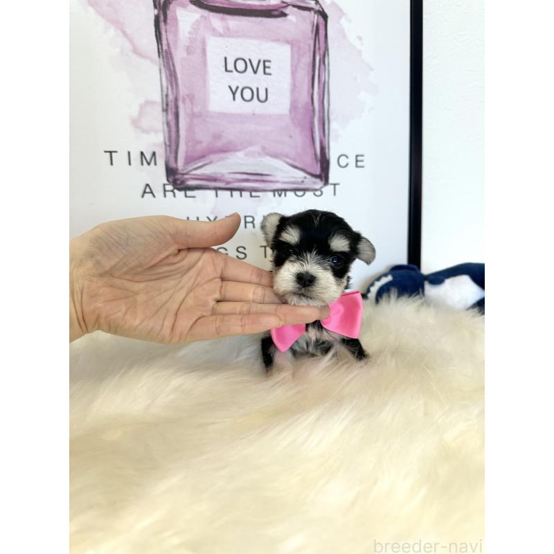 販売中の栃木県のミックス犬-424138の7枚目