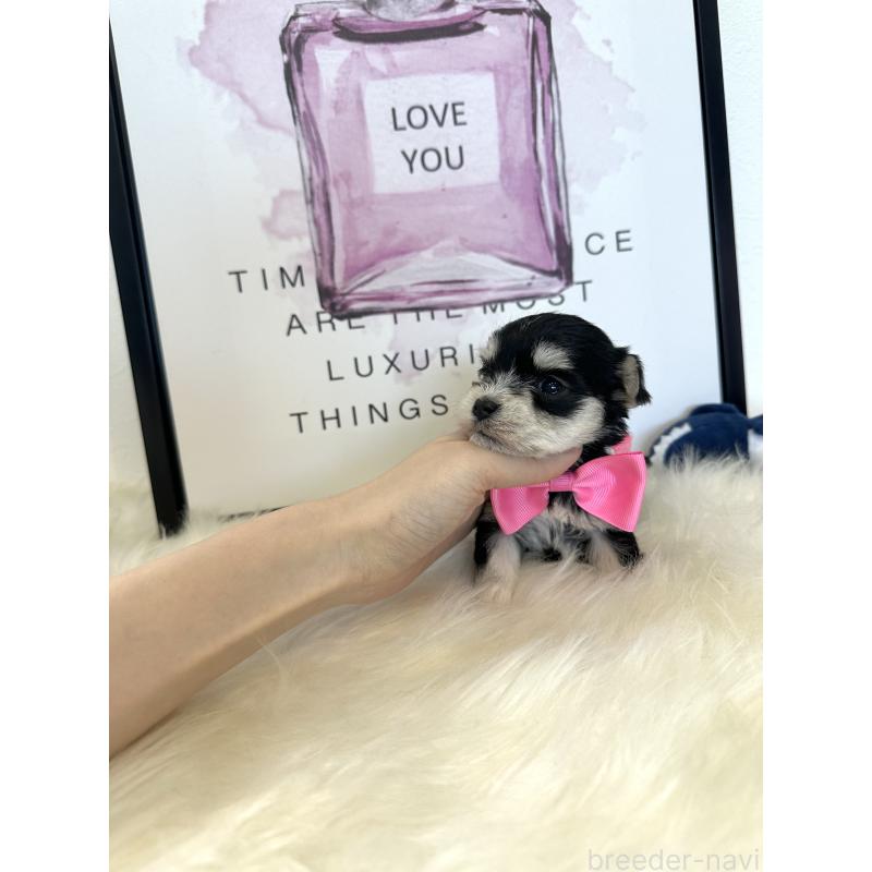 販売中の栃木県のミックス犬-424138の6枚目