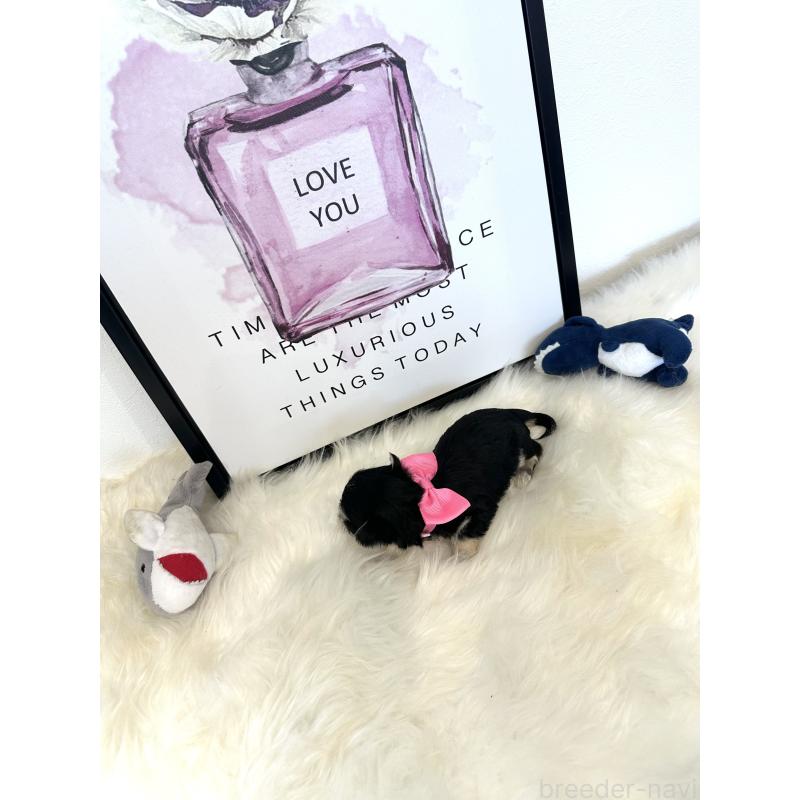 販売中の栃木県のミックス犬-424138の4枚目