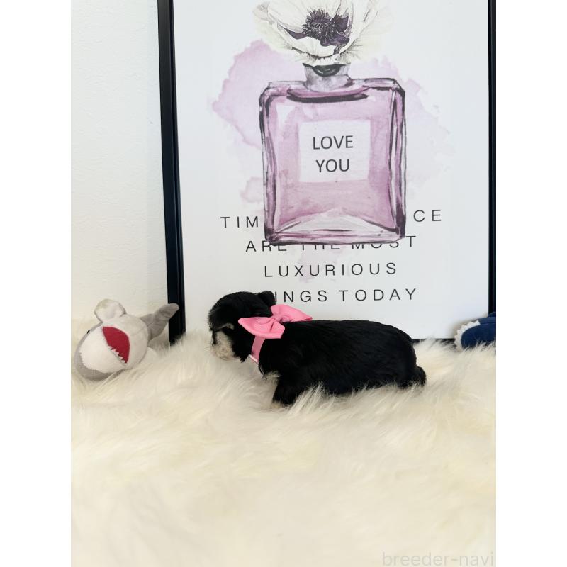 販売中の栃木県のミックス犬-424138の3枚目