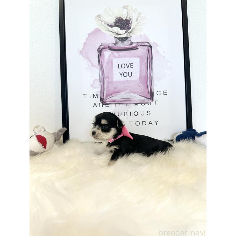 販売中の栃木県のミックス犬-424138の2枚目