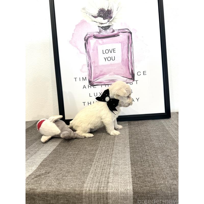 販売中の栃木県のミックス犬-424139の13枚目