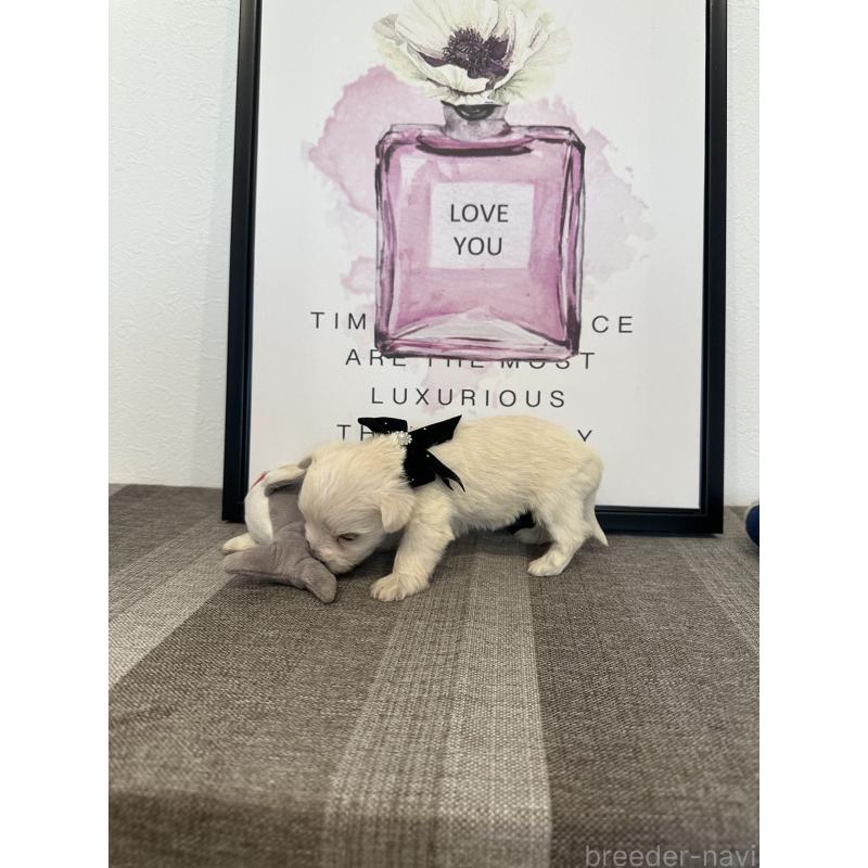 販売中の栃木県のミックス犬-424139の12枚目