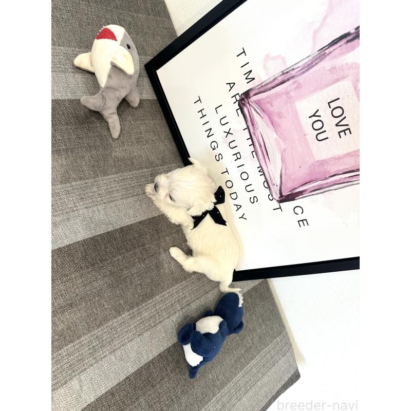 販売中の栃木県のミックス犬-424139の11枚目