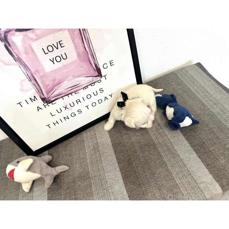 販売中の栃木県のミックス犬-424139の10枚目