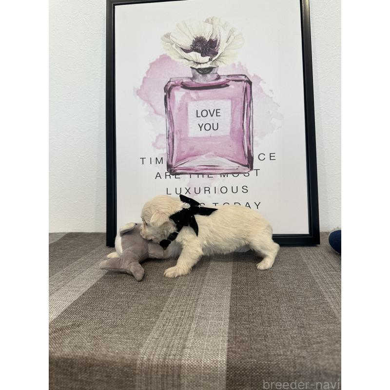 販売中の栃木県のミックス犬-424139の9枚目