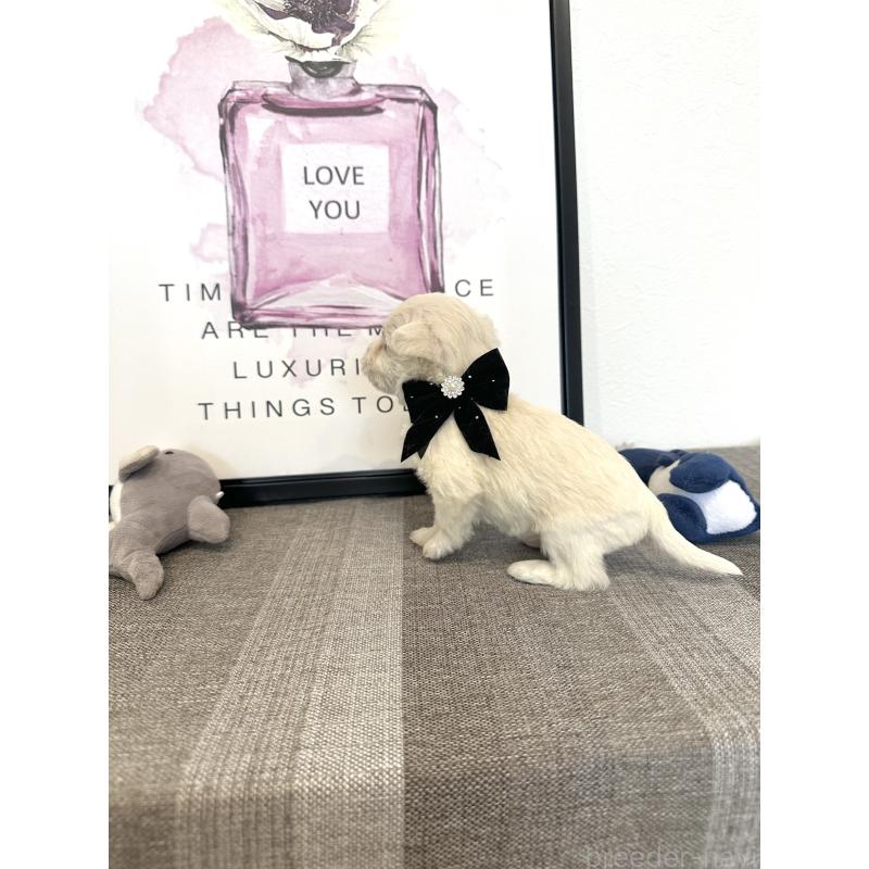 販売中の栃木県のミックス犬-424139の8枚目